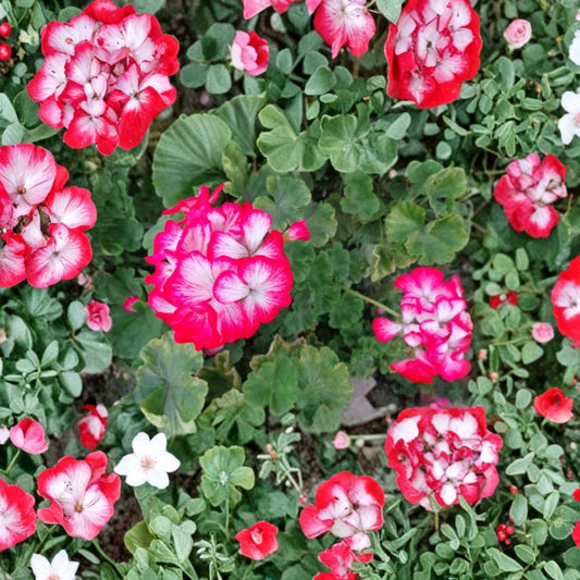 Red White Geranium Cuttings – Pelargonium Zonal | 2 Live 6 Inch Cuttings | Rare Bi-Color Blooms | Patio & Container Plant | Easy to Root