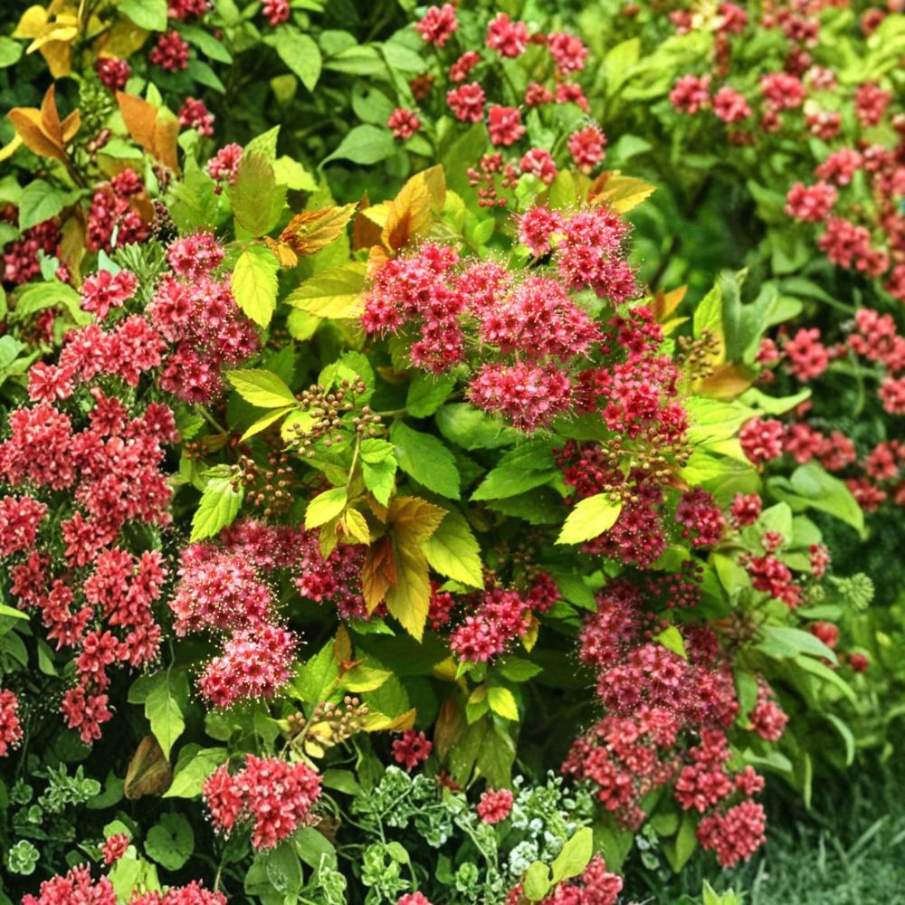 Magic Carpet Spirea – Live Dwarf Flowering Shrub | 4 Inch Pot Plant | Golden Foliage Spirea | Compact Landscape Plant