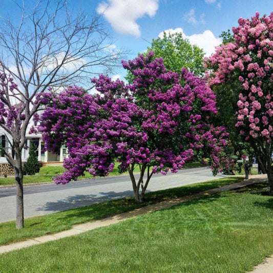 Milk Crape Myrtle – Fresh Unrooted Cuttings | Set of 7 | 6–8 Inches Long | Fast Growing Flowering Tree | Easy to Propagate