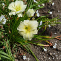 Joan Senior Daylily – 3 Live Bare Root Plants | Hardy White Hemerocallis | Perennial Flower Garden Plant | Low Maintenance Daylily
