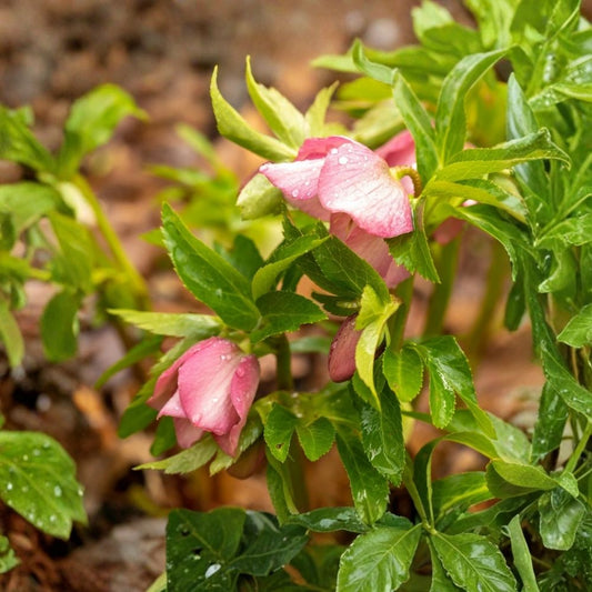 Lenten Rose – Helleborus x hybridus Live Perennial Plants | 2 Bare Root Plants | 6–8 Inch Stems | Shade Garden Flower | Evergreen Foliage | Early Spring Blooms