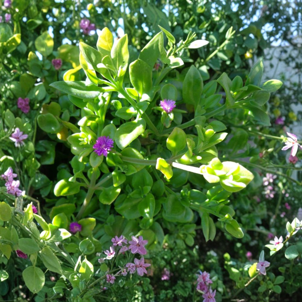 Purple Pink Apple Ice Plant Live Cuttings | 10 Fresh 5–7 Inch Aptenia cordifolia Cuttings | Baby Sun Rose Succulent | Easy to Root