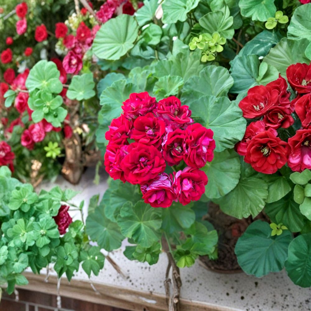Double Red Geranium Cuttings – 4 Fresh Pelargonium Cuttings | Rare Vigorous Red Blooms | Easy to Root | Patio & Container Plant