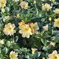 Rhododendron ‘Nancy Evans’ Live Evergreen Shrub | Award Winning Yellow Blooming Rhododendron | Compact Hardy Plant | #1 Container Grown