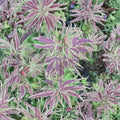 Acer palmatum ‘Manyo no Sato’ – Rare Variegated Japanese Maple | Chartreuse & Red Foliage | #1 Container Plant