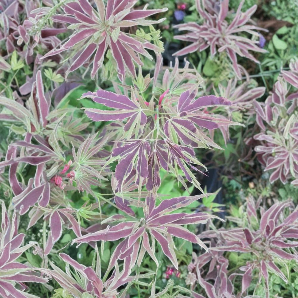 Acer palmatum ‘Manyo no Sato’ – Rare Variegated Japanese Maple | Chartreuse & Red Foliage | #1 Container Plant