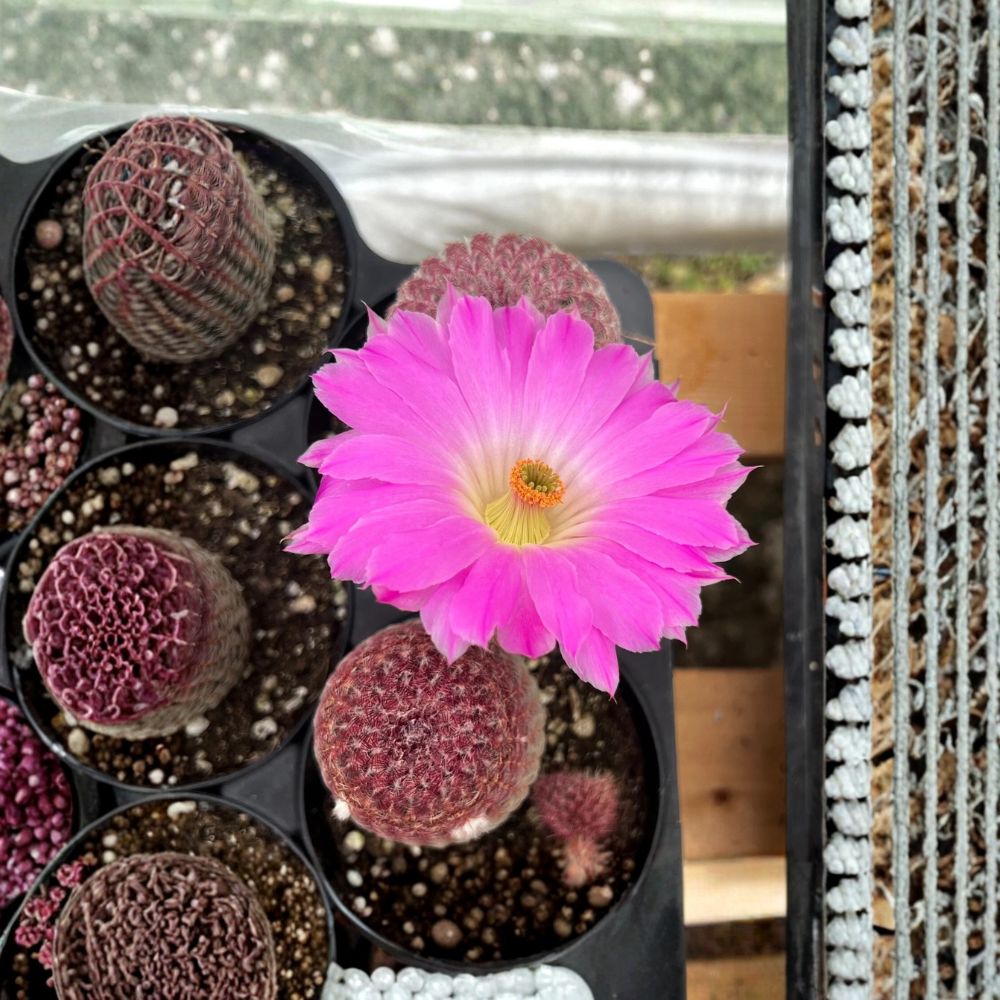 Arizona Rainbow Cactus Live Plant | 4 Inch Pot | Rooted Pink Cactus | Rare Succulent | Easy Care Houseplant