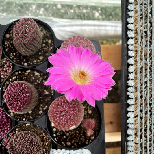 Arizona Rainbow Cactus Live Plant | 4 Inch Pot | Rooted Pink Cactus | Rare Succulent | Easy Care Houseplant
