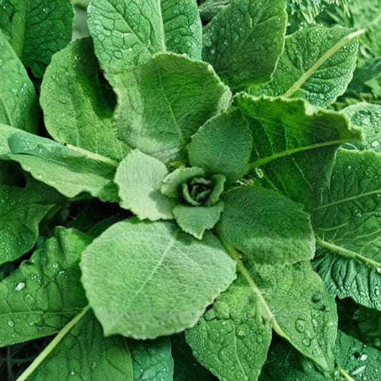 Mullein – Verbascum thapsus 3 Bare Live Roots | Native Wildflower | Medicinal Herb | Hardy Biennial | Easy to Grow