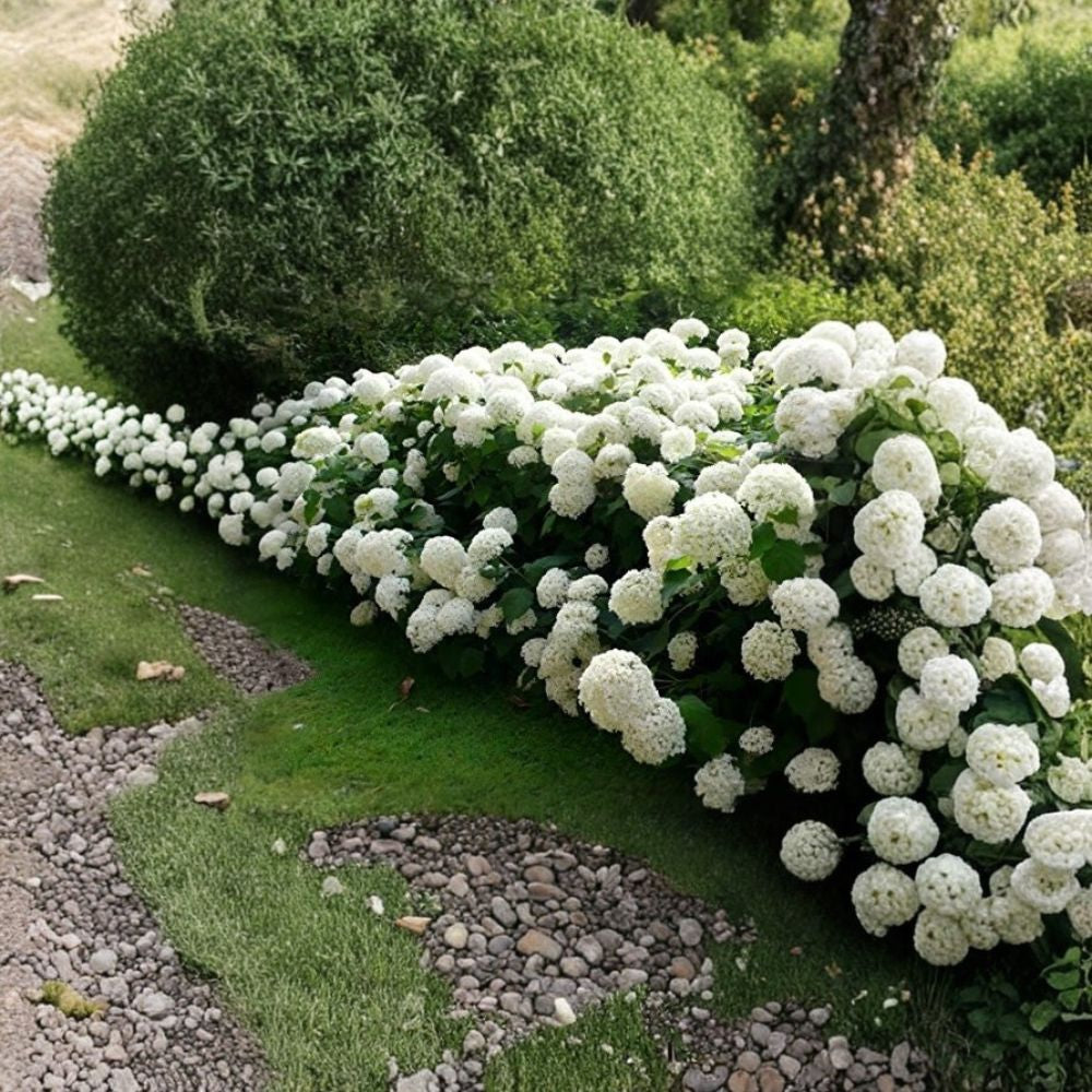Annabelle Smooth Hydrangea Live Plant | Includes Fabric Grow Bag | White Flowering Shrub | Landscape Favorite | Easy to Grow
