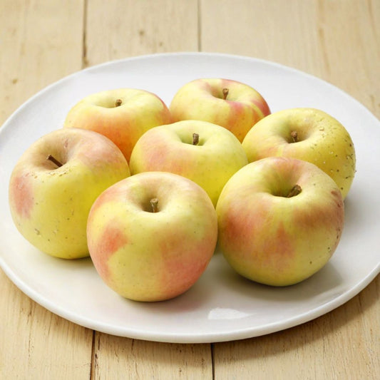 Japanese Gunma Honey Apple Tree – Malus domestica Live Bare Root Tree | 32 Inches Tall | Super Sweet Honey Apple Variety | 群馬名月 蜜苹果 水蜜桃苹果