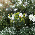 Night Jasmine Seeds – Nyctanthes arbor-tristis | 10 Seeds Parijat Tree | Fragrant Night Blooming Flower | Exotic Garden Plant