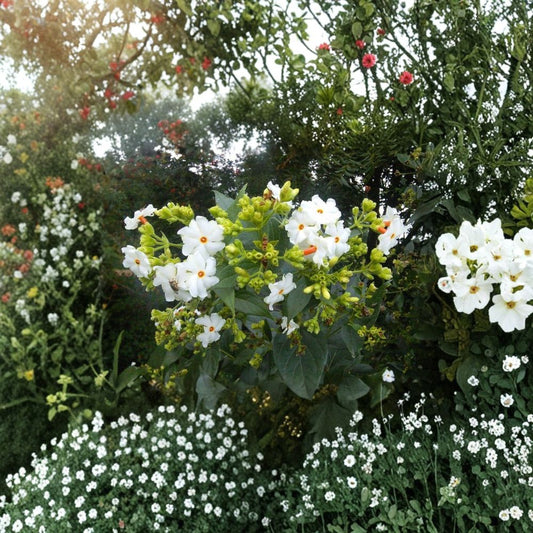 Night Jasmine Seeds – Nyctanthes arbor-tristis | 10 Seeds Parijat Tree | Fragrant Night Blooming Flower | Exotic Garden Plant