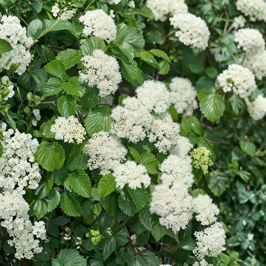 Arrowwood Viburnum – Viburnum dentatum Live Bare Root Starter Plants | 12–24 Inches Tall | Set of 3 Native Flowering Shrubs | Wildlife Friendly