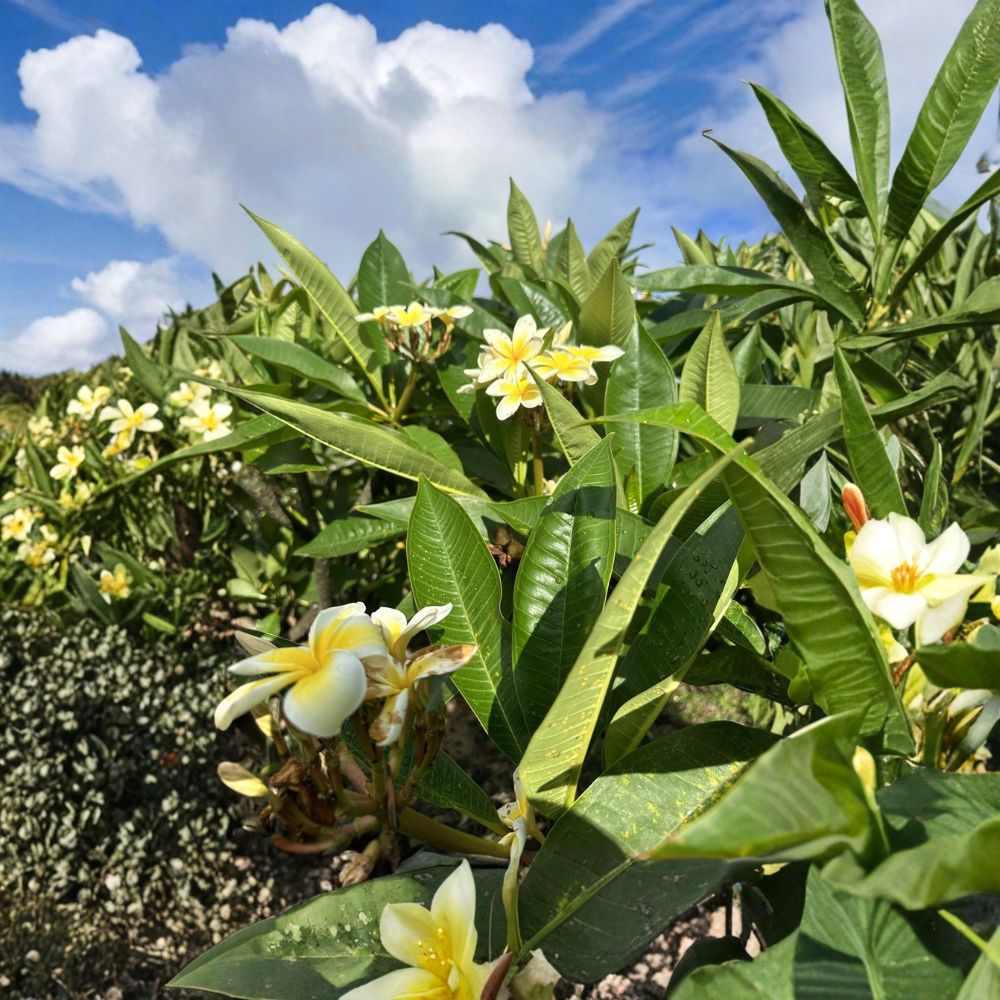 Yellow Plumeria Live Cuttings | 2 Fresh 10-Inch Single Head Frangipani Cuttings | Tropical Flowering Plant | Unrooted Starter