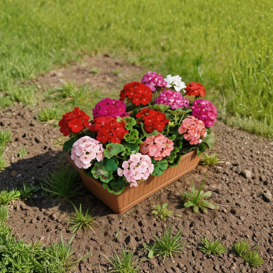 Geranium Flower Seeds – 100 Seeds Included | Pelargonium Mix | Colorful Patio & Container Flowers | Easy to Grow Garden Seeds