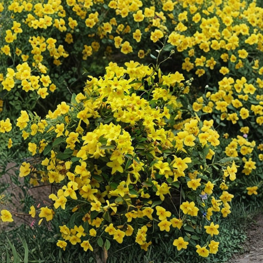 Yellow Crossvine Live Plant | Bignonia capreolata Rooted Starter | Yellow Flowering Vine | Hummingbird & Butterfly Friendly | Potted Plant