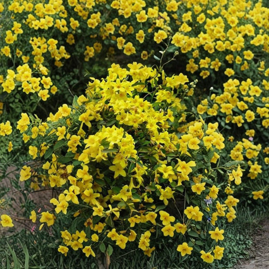 Yellow Crossvine Live Plant | Bignonia capreolata Rooted Starter | Yellow Flowering Vine | Hummingbird & Butterfly Friendly | Potted Plant