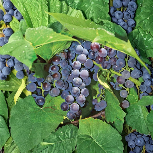 Seedless Concord Grape Plant – Vitis labrusca Live Vine | Includes Nursery Pot Sweet Concord-Style Grapes | Backyard Vineyard & Patio Friendly