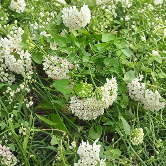 White Vining Milkweed Live Plants – Set of 2 | 3–6 Inch Starter Vines | Climbing Milkweed | White Twinevine | Pollinator Garden Plant | No Pot