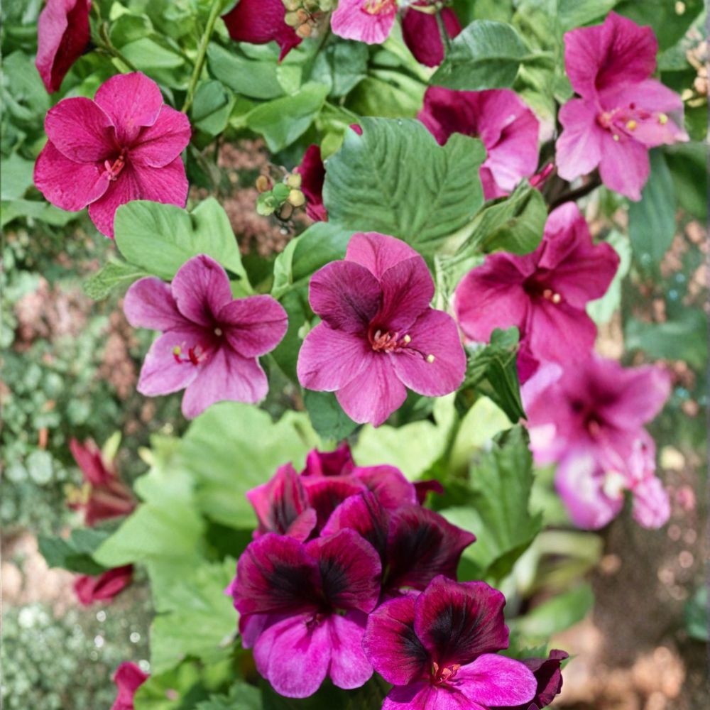 Martha Washington Regal Geranium Seeds – 25+ Pelargonium Flower Seeds | Elegant Patio & Garden Blooms | Regal Geranium | Easy to Grow