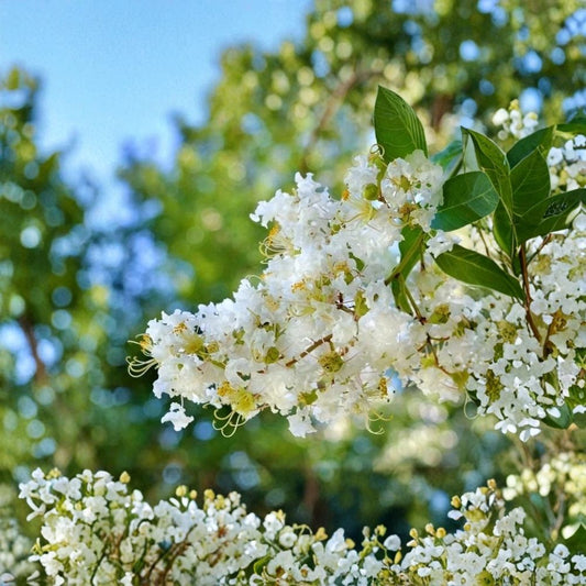 Milk Crape Myrtle – Fresh Unrooted Cuttings | Set of 7 | 6–8 Inches Long | Flowering Tree | Ideal for Rooting & Grafting