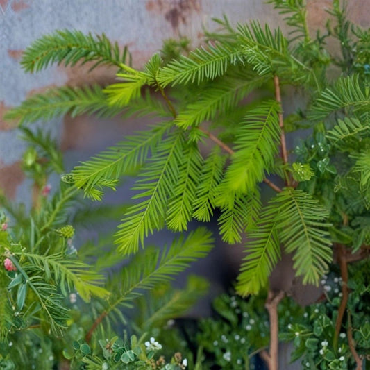 Bald Cypress Tree – Taxodium distichum Live Plant | Up to 4 Feet Tall | Root Wrapped | Fast Growing Landscape Tree | Outdoor Garden Tree | Ships Without Pot