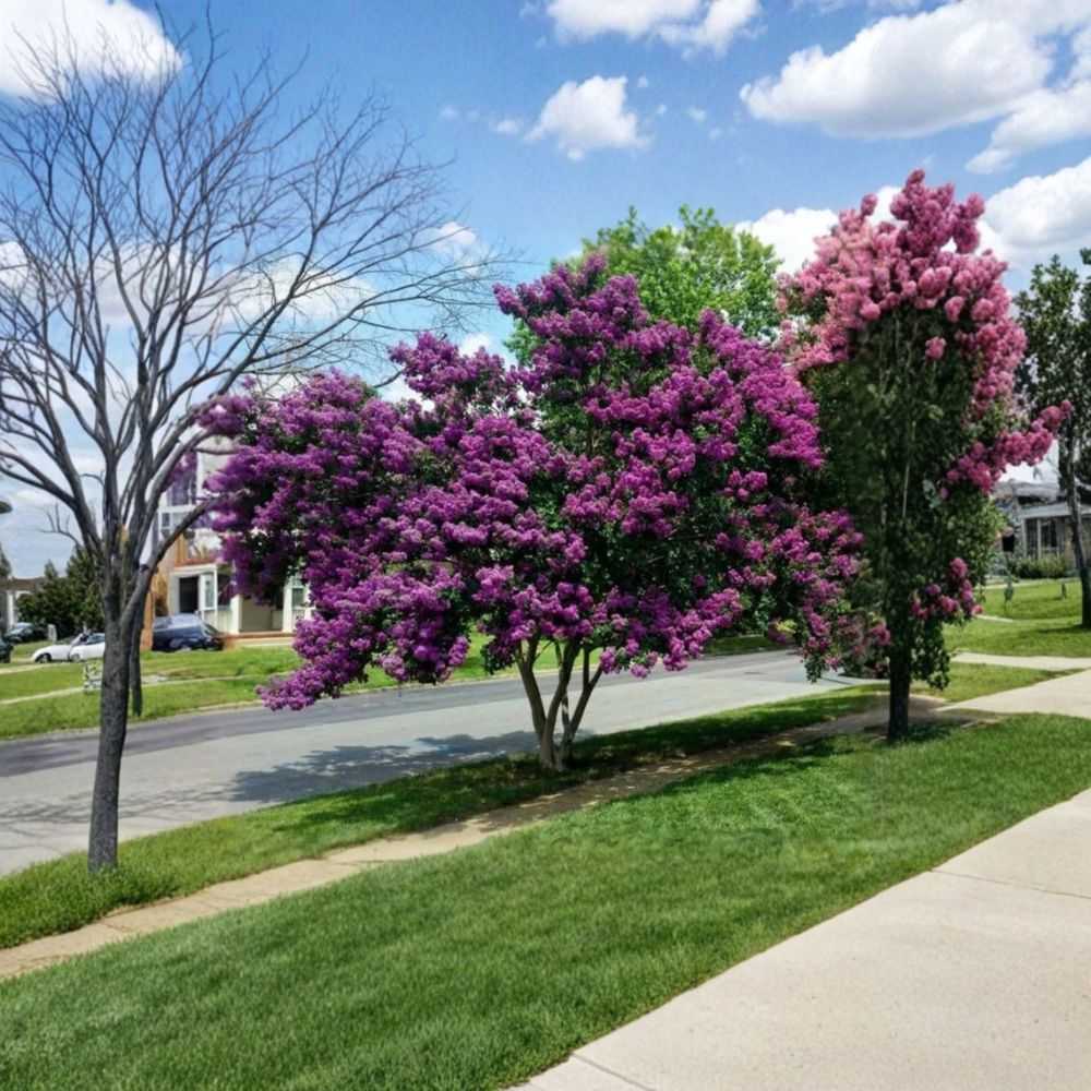 Milk Crape Myrtle Cuttings – Lagerstroemia Live Cuttings | Set of 7 | 6–8 Inches Long | Ready for Rooting | Fast Growing Ornamental Tree