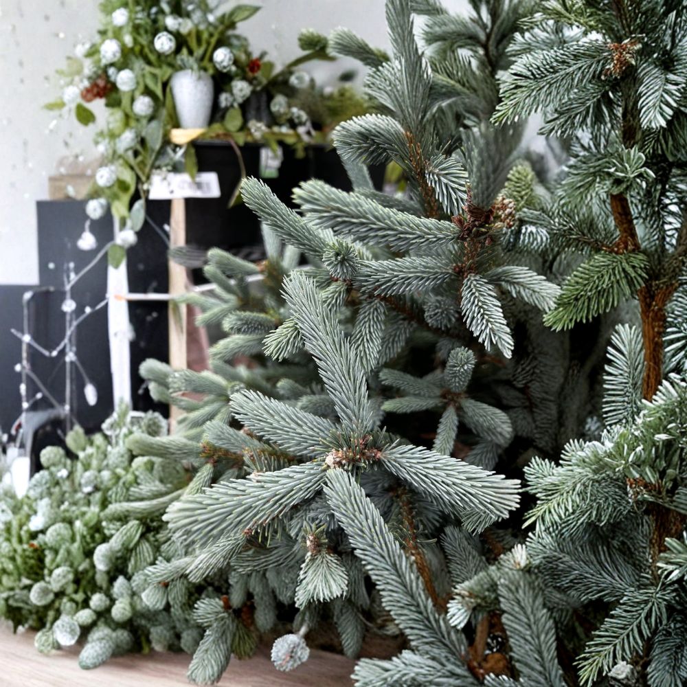 Pauls Select Blue Norway Spruce – Live Evergreen Conifer | 6 Inch Tall Plant | 1 Gallon Pot | Picea abies Blue Spruce Tree
