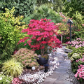 Acer palmatum ‘Bloodgood’ – Red Japanese Maple Tree | Classic Upright Ornamental Maple | #1 Container Plant