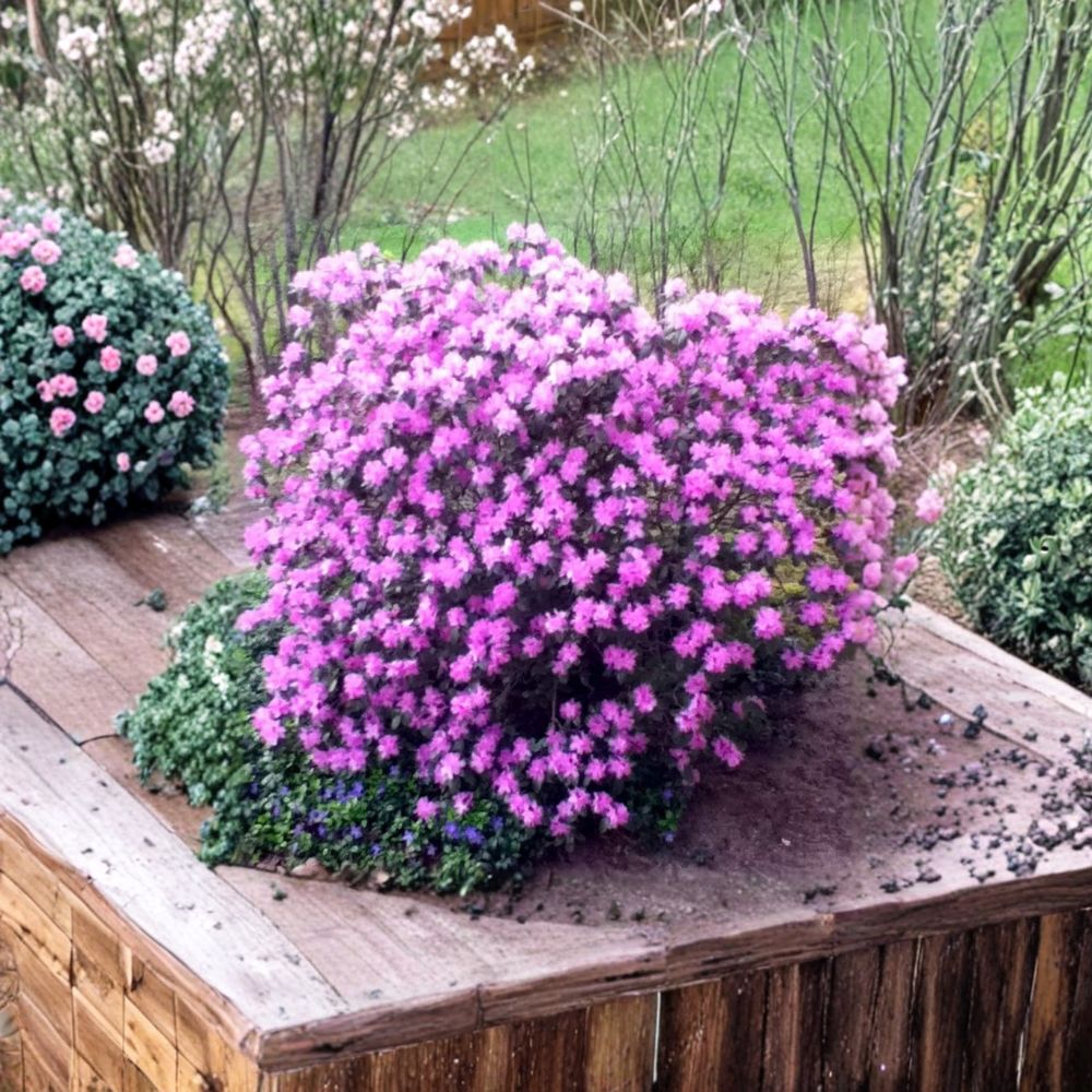 Rhododendron ‘PJM’ Live Evergreen Shrub | Lilac Purple Blooming Rhododendron | Extremely Cold Hardy Landscape Plant | #3 Container Grown