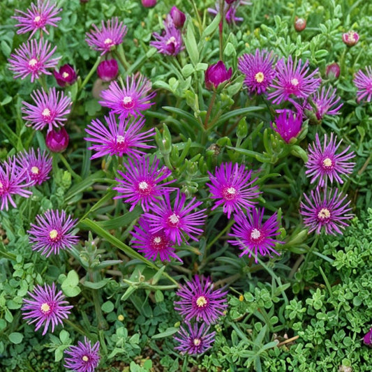 Delosperma Cooperi Ice Plant – Delosperma cooperi Live Plug Plant | Hot Pink Succulent Ground Cover | Drought-Tolerant Perennial
