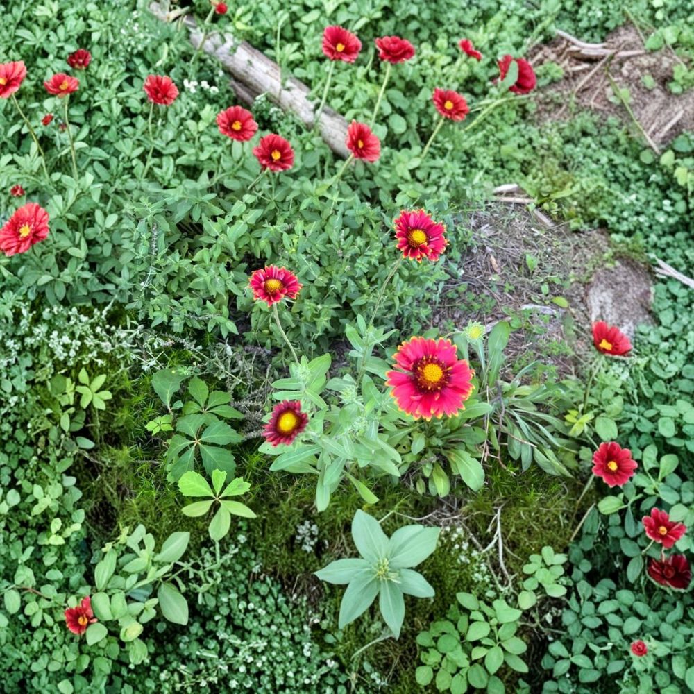 Blanket Flower – Gaillardia Live Bare Root | 1 Perennial Garden Plant | Colorful Blooms | Pollinator Friendly | Easy to Grow