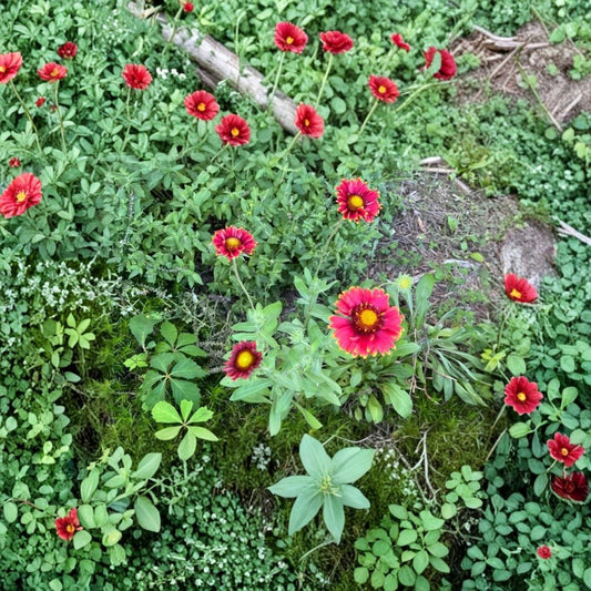 Blanket Flower – Gaillardia Live Bare Root | 1 Perennial Garden Plant | Colorful Blooms | Pollinator Friendly | Easy to Grow