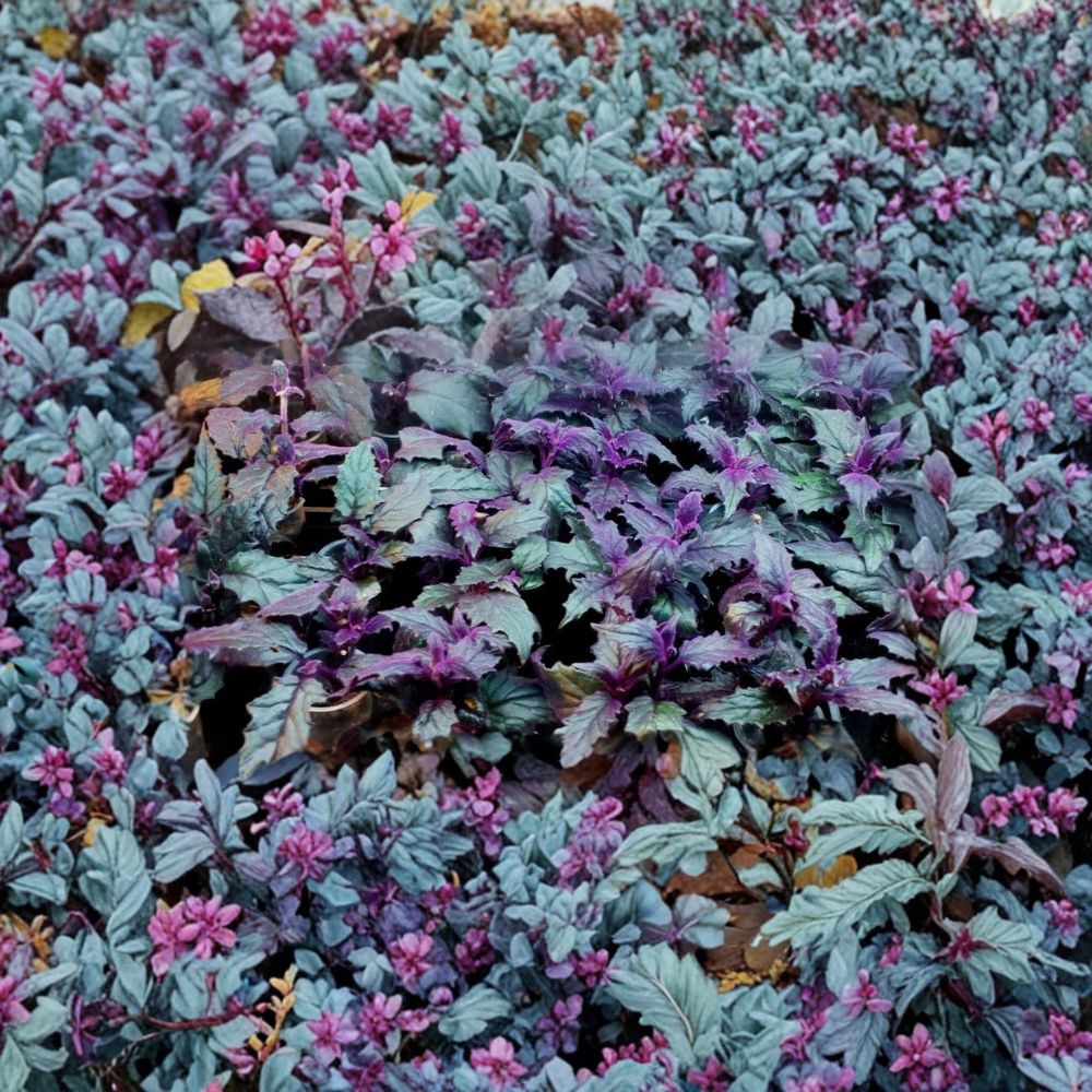 Purple Passion Plant – Gynura aurantiaca Live Starter Plant | Purple Velvet Houseplant | Rare Tropical Indoor Plant | 3 Inch Rooted Plant