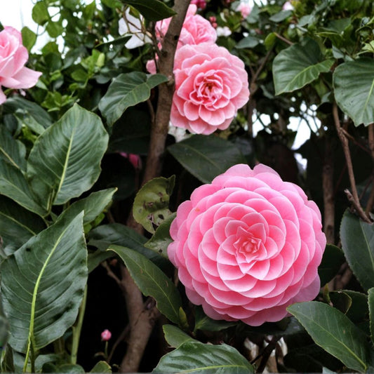 Otome Camellia Japonica Live Plant – Well-Rooted Starter | Pink & Rose Variable Blooms | Evergreen Flowering Shrub | Shade Garden Plant