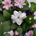 Jasmine Cutting – Maid of Orleans (Jasminum sambac) | 12" Unrooted Cutting | Fragrant Tea Plant | Indoor Outdoor Vine