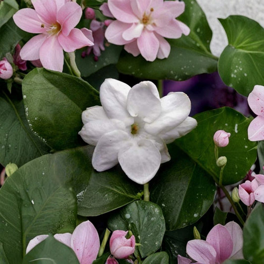 Jasmine Cutting – Maid of Orleans (Jasminum sambac) | 12" Unrooted Cutting | Fragrant Tea Plant | Indoor Outdoor Vine