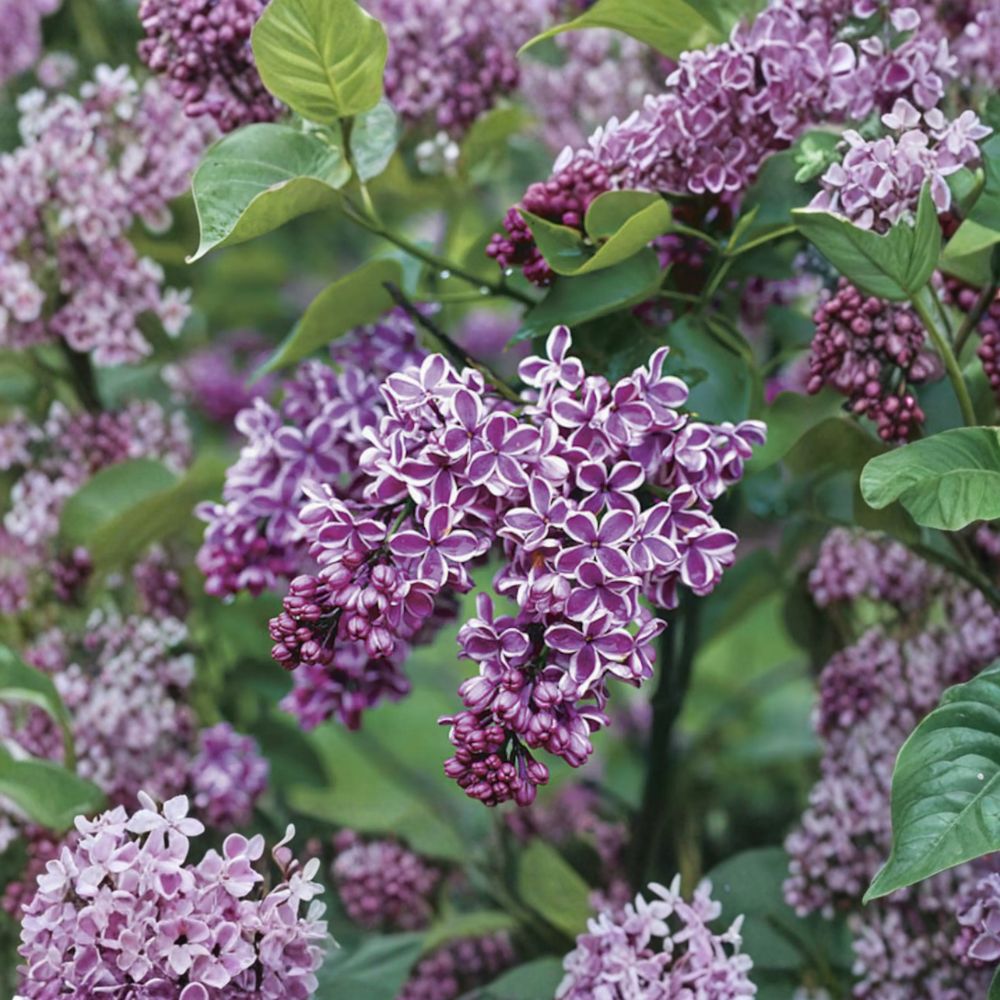 Sensation Lilac – Live Purple & White Flowering Shrub | 1 Gallon Pot Plant | Syringa vulgaris | Fragrant Spring Lilac