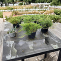 Broadmoor Juniper – Juniperus sabina ‘Broadmoor’ | Blue Green Evergreen Groundcover | #3 Container | Hardy Drought Tolerant Shrub