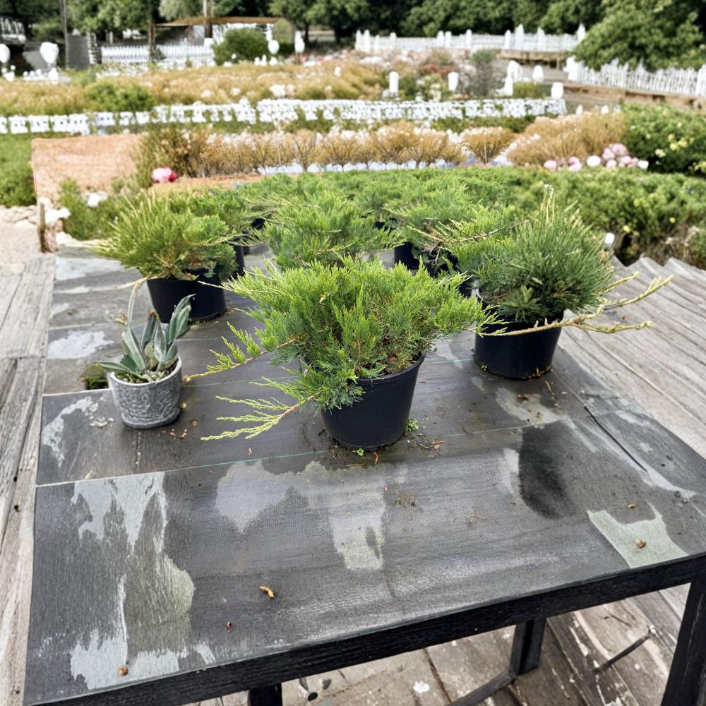 Broadmoor Juniper – Juniperus sabina ‘Broadmoor’ | Blue Green Evergreen Groundcover | #3 Container | Hardy Drought Tolerant Shrub