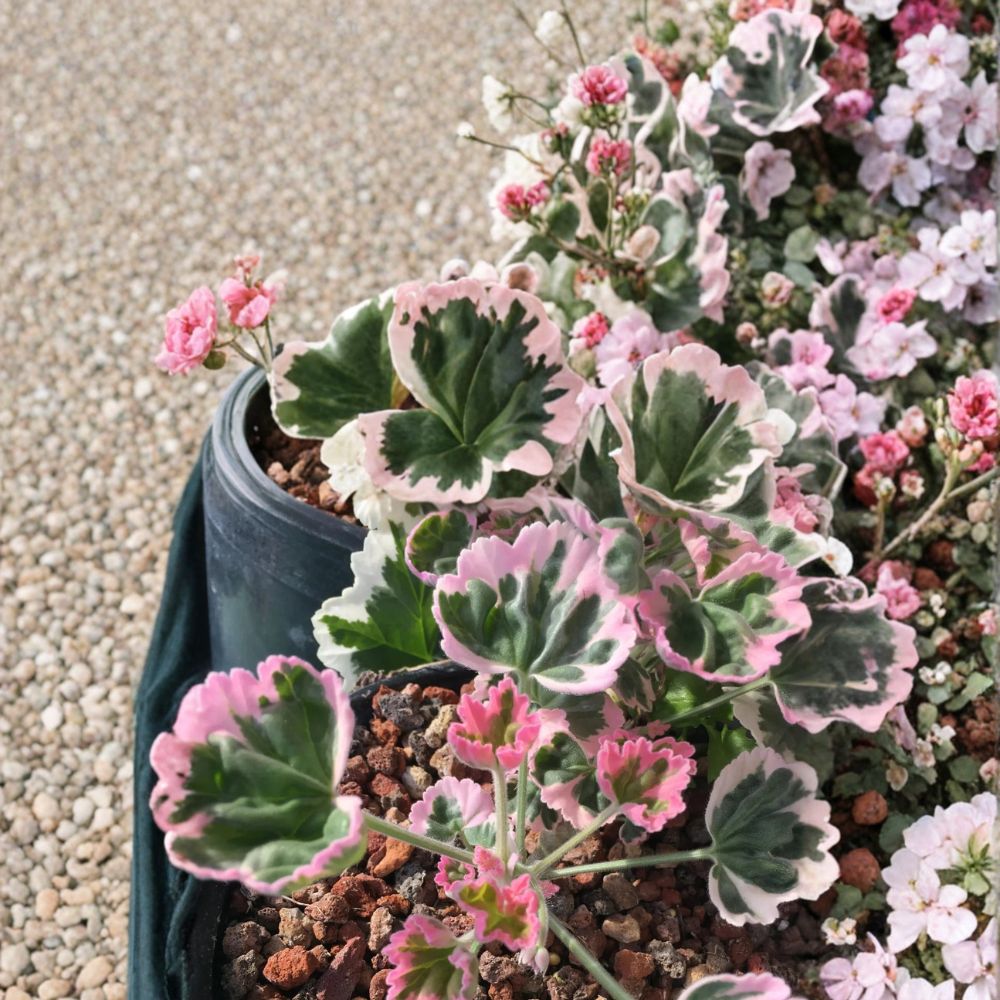 Ice Queen Geranium Seeds – 25+ Pelargonium Flower Seeds | Elegant Garden & Patio Blooms | Container Friendly | Easy to Grow