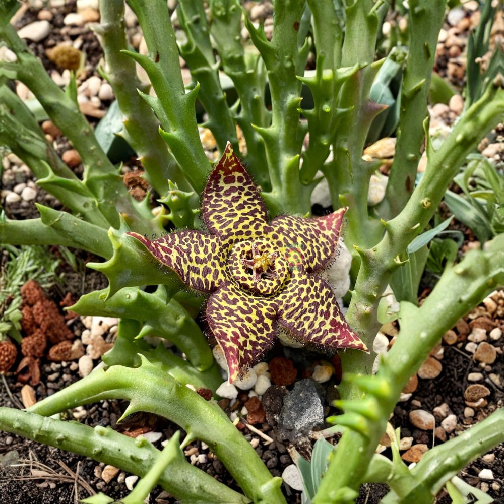 Orbea halipedicola Yellow Flower Form – Live Succulent | Rooted in 3.5-Inch Pot | Rare Stapeliad | Exotic Collector Plant | Easy to Grow