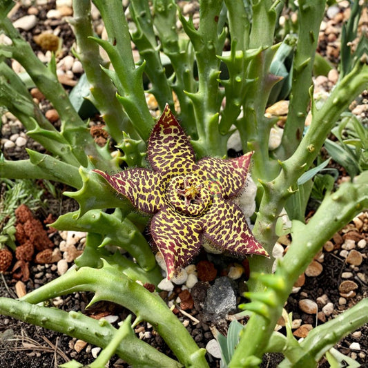 Orbea halipedicola Yellow Flower Form – Live Succulent | Rooted in 3.5-Inch Pot | Rare Stapeliad | Exotic Collector Plant | Easy to Grow