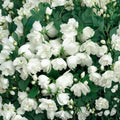 Snowbelle Mockorange – Live Fragrant Flowering Shrub | 4 Inch Pot Plant | Philadelphus virginalis | Double White Citrus Scented Blooms