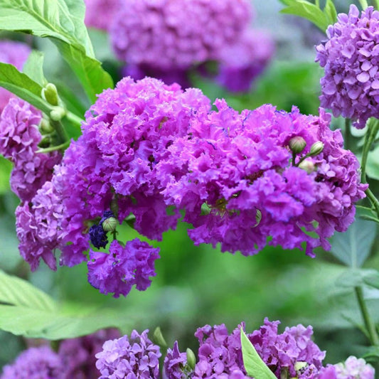 Purple Crape Myrtle – Lagerstroemia indica Live Bare Root Starter Plant | 12–18 Inches Tall | Flowering Tree Shrub | Easy Care Landscape Favorite