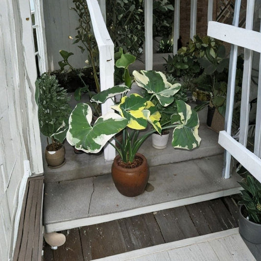 Colocasia Xanthosoma Variegated Live Plant | 4 Inch Starter Plant | Variegated Elephant Ear | Tropical Aroid Foliage | Ships Without Pot