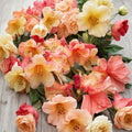 Rhododendron ‘Bergie Larson’ Live Evergreen Shrub | Yellow & Orange Blooming Rhododendron | Compact Landscape Plant | #2 Container Grown