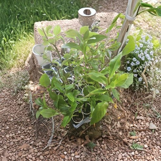 2 Okinawa Spinach Live Plants – Gynura crepioides | 5–8 Inch Rooted Starters | Edible Vegetable Plant | Food Forest Garden | Ships Without Pot