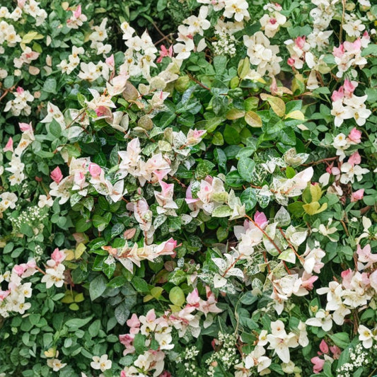 Snow Jasmine Live Plant – Fast Growing Climbing Vine | Fragrant White Flowers | 4 Inch Starter Plant | Tropical Garden & Trellis Plant
